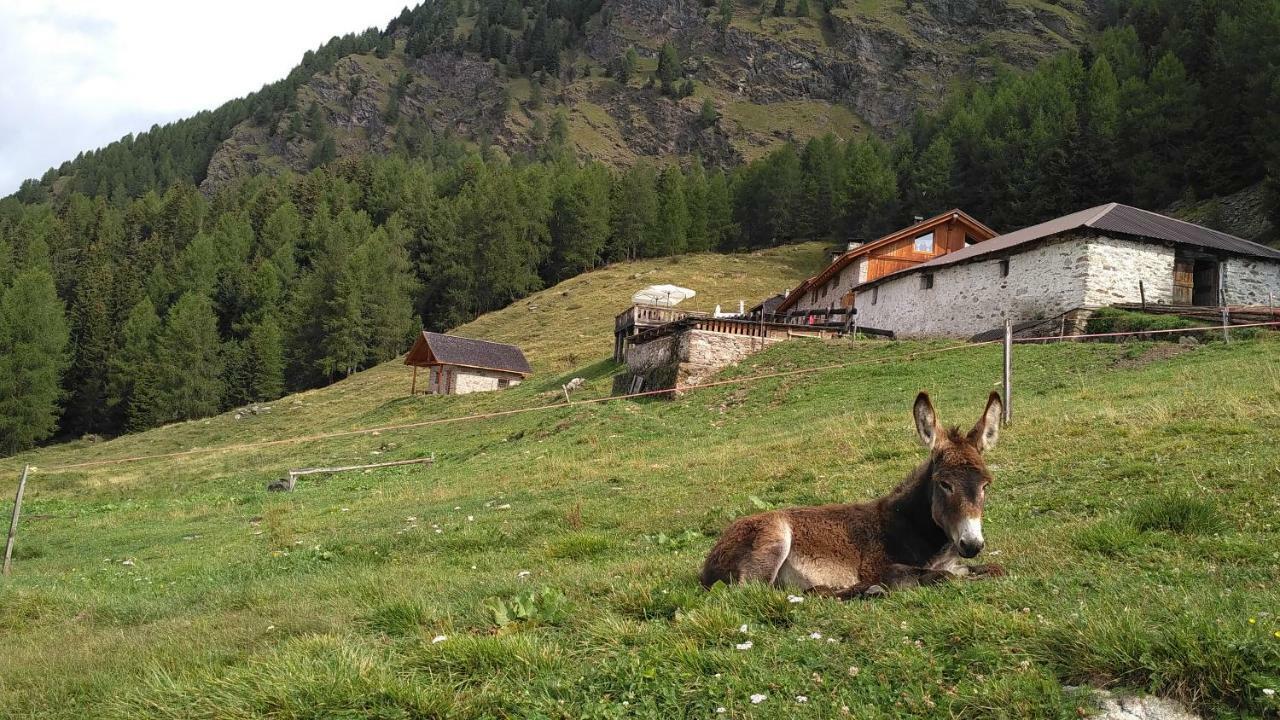 Villa Nestalp Malga Campo Peio Exterior foto